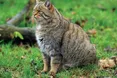 Лісового кота не погладиш, не притулишся до нього…