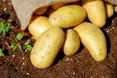 Цьогоріч виробники картоплі в Україні втратили до 30% врожаю, — джерело