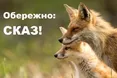 На Львівщині зафіксували сказ: введено карантин