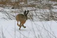 Облік мисливських видів на Львівщині: збільшилась чисельності фауни в 2025 році