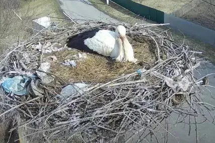 Скрін із відео