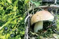 Від чорниць аж чорно…