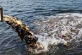 У Гамаліївському водосховищі провели зариблення за участю екологів Львівщини