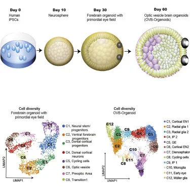 Фото Cell Stem Cell