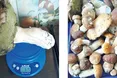 Кошики грибів з рівненського лісу