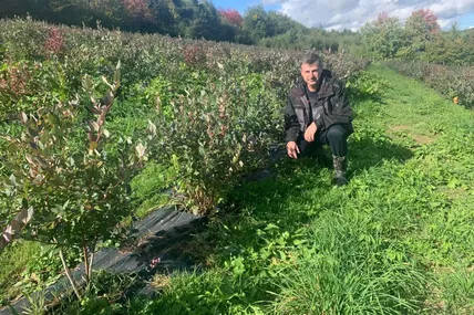 На урожай лохини треба чекати три роки. Всі фото автора