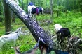 «Корисним може бути молоко тільки від щасливих кіз»