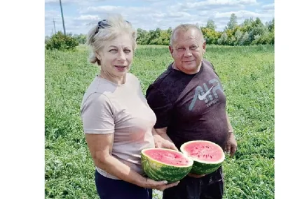 Фермер Степан Горбяк та староста Бишківського старостинського округу Наталія Бейзик дегустують вирощені кавуни.