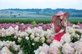 «На гортензію очікуємо на початку липня»