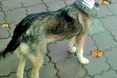 «Приколи» одеського собаки