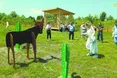 У гості до «ковбойків»