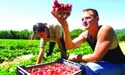 Англійські полуниці збиратимуть українці?
