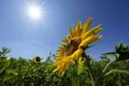 Спека в Україні негативно вплине на посіви сої, кукурудзи та соняшника