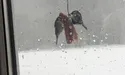Зима знову сплутала календарі. Птахам потрібна продовольча допомога