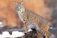 Біля кордону шастають не «ухилянти» — рисі
