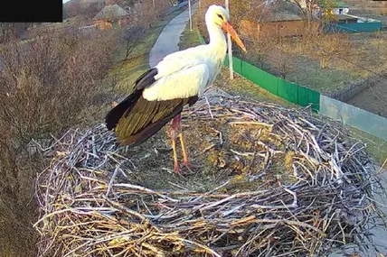 Скрін із відео