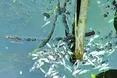 Тисячі щук i карасів пливли догори животами...