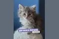 У Києві триває фестиваль адопції тварин AdoptMe Days — понад 500 котів і собак шукають дім