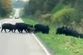 Із лісу через асфальтівку — на шпацер!