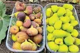 Екзоти з харківською «пропискою»