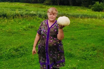 Із такого дощовика можна приготувати два десятки грибних відбивних. Фото Андрія ДОЛИНСЬКОГО.