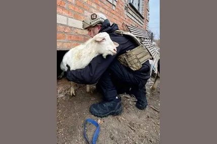 Перелякані кізоньки ховалися у напіврозваленому підвалі. Витягали їх звідти через вікно… Фото «Домівки Врятованих Тварин»