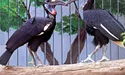 Носороги бувають і птахами