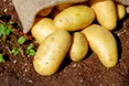 Вирощує десятки сортів картоплі