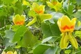 Тюльпани цвітуть духмяно-духмяно… На дереві графського парку