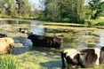 Коровам теж треба освіжитися…