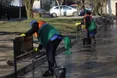 У Львові закликають відмовитися від побілки дерев і бордюрів — це шкодить довкіллю