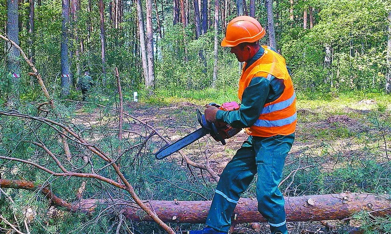 Вальник демонструє швидкісне зрізання сучків.