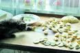 Томкові смакує тільки крадене