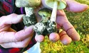 Стартує сезон грибів… І отруєнь ними