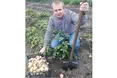 Три врожаї картоплі за рік