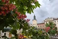 У Львові розквітли рожеві каштани (ФОТО)