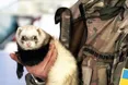 На терапію — у зоопарк