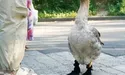 Гусак Гоша поміняв шкарпетки на черевички