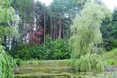 Тисячі гектарів хвойних лісів «іржавіють» через… жука