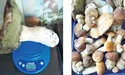 Кошики грибів з рівненського лісу