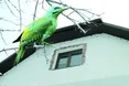 Чому від дятла у людей голова болить?