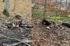 На Львівщині браконьєри вбили двох зубрів: що їм загрожує