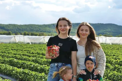 Суниця тішить урожаєм