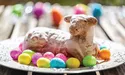 Великдень — особливий час для всіх християн, до свята готують розмаїті м’ясні та солодкі частування