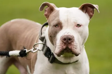 Породу American XL Bully вивели у 1980-х роках. Її представники можуть важити до 60 кілограмів... Фото PA.