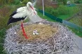 Лелеки із Леляк врятували потомство від снігу і морозу