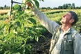 Сучасні сорти горіхів витісняють застарілі