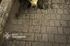 На Львівщині рятувальники звільнили собаку, який застряг у глибокому рові з водою (ФОТО)