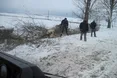 Старі тополі ріжуть не на меблі, а задля безпеки на дорогах