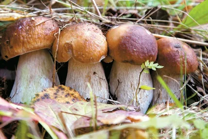 З порожнім кошиком з лісу не повертається ніхто.